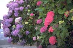 bret75