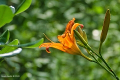 Fiori