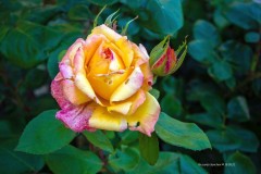 tn_05181058