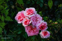 tn_DSC03851