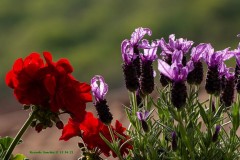 tn__MG_1347