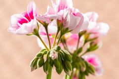 tn__MG_1354