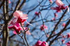 tn__MG_1550