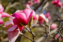 tn__MG_1552