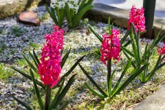 tn__MG_1581