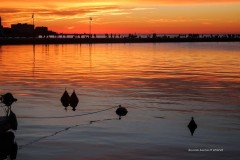 tn_DSC05301