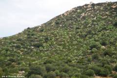 sa115