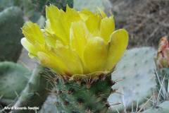 sa37